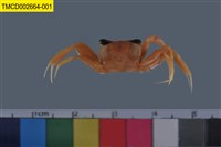 藏品(斯氏沙蟹)的圖片